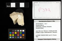 Foto (Objekt + Etiketten) von Goniodromites sp. 